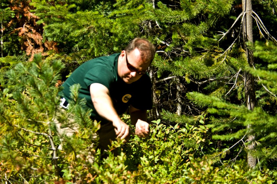 Picking Huckleberries-Gifford Pinchot