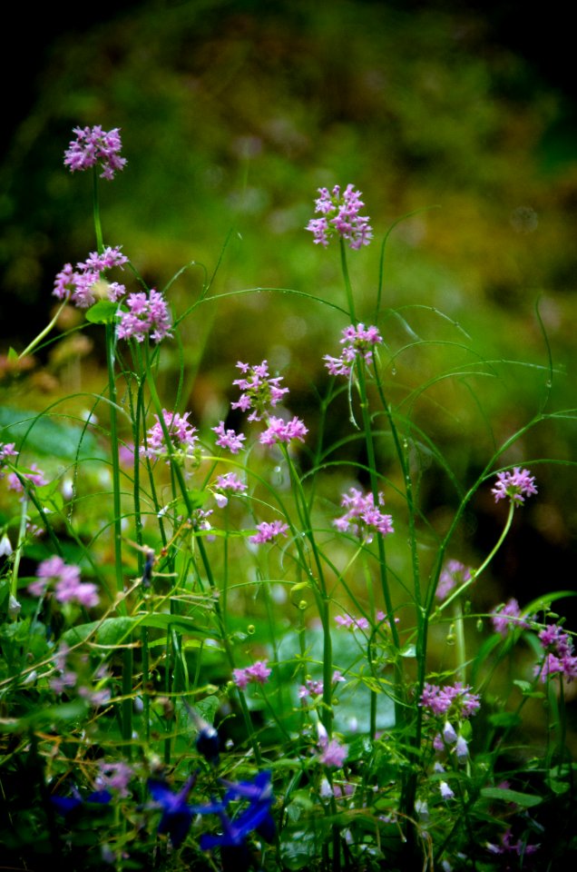 Light Purple Lupine at Oneonta Gorge-Columbia River Gorge