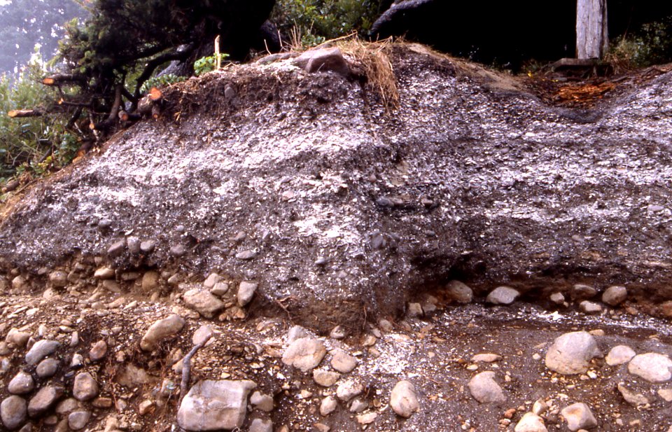 Midden Profile at Cape Creek, Siuslaw National Forest
