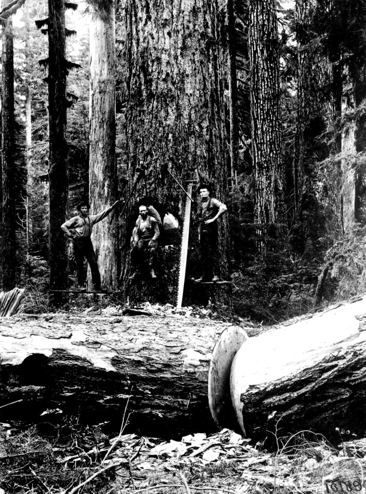 10189 Logging Crew in Washington