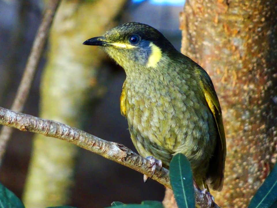 Lewin's Honeyeater