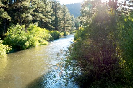 Forest and River-Fremont Winema photo