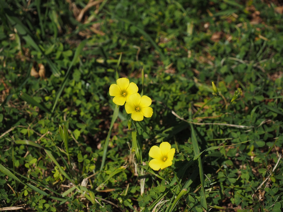 Bloom yellow lemon