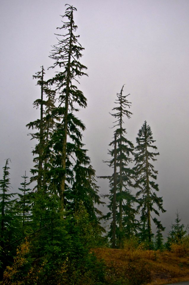 Alpine Forest during Storm-Gifford Pinchot