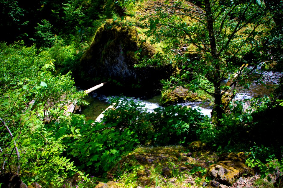 View of Tanner Creek from Wahclella Falls Trail-Columbia River Gorge