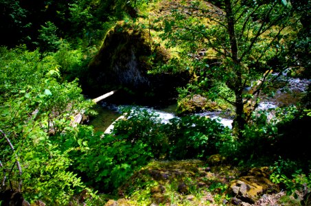 View of Tanner Creek from Wahclella Falls Trail-Columbia River Gorge photo