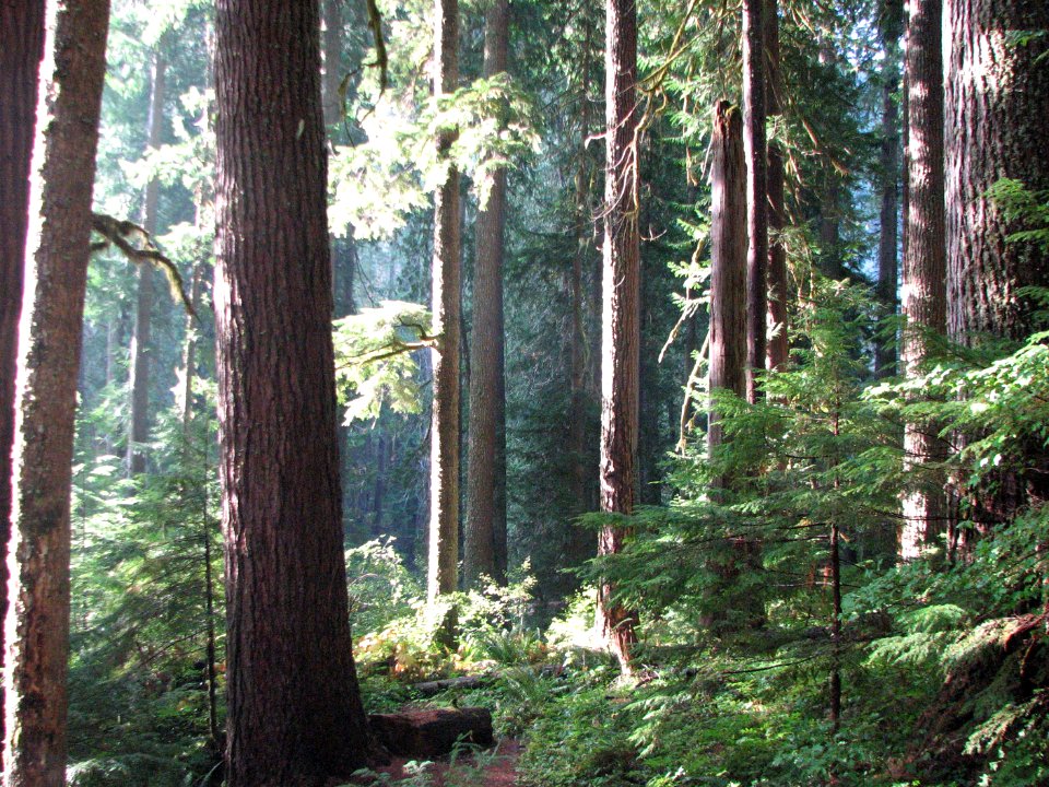 Along trail to Jefferson Lake, Olympic National Forest. Photo by Betsy Howell.