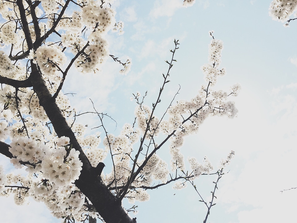 Cherry blossom spring flowers