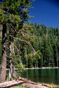 Shoreline and Forest, Fremont-Winema National Forest
