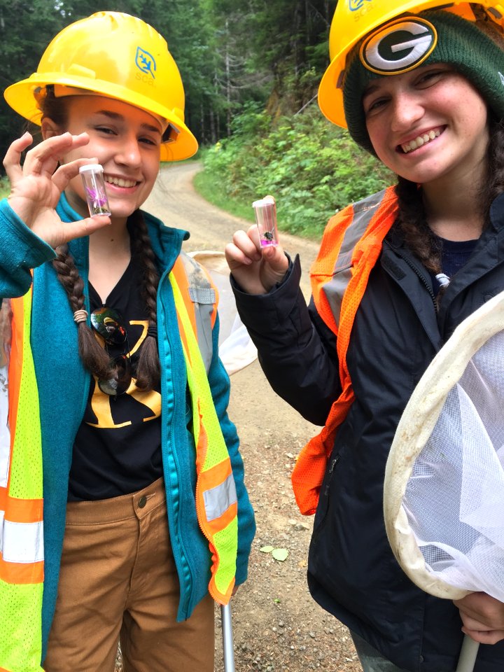Girl Scouts and bees, Olympic National Forest