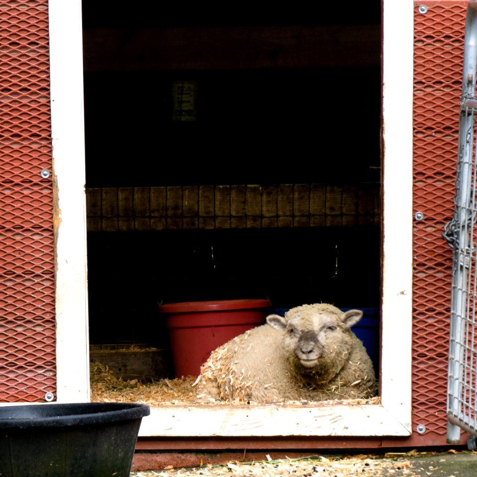 farrel-Mcwhirter Farm Park