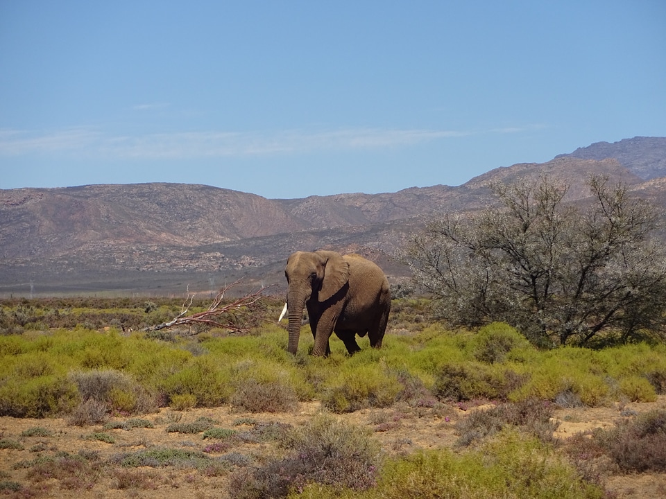 Elephant pachyderm fauna