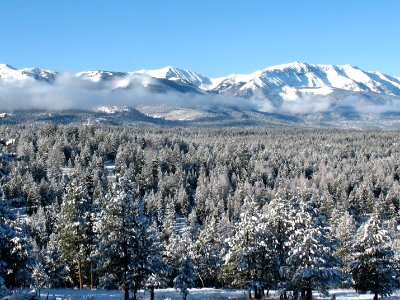 Mountain Range and Forest in Winter, Wallowa-Whitman National Forest photo