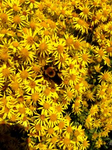 Bumblebee in Flowers, Siuslaw National Forest photo