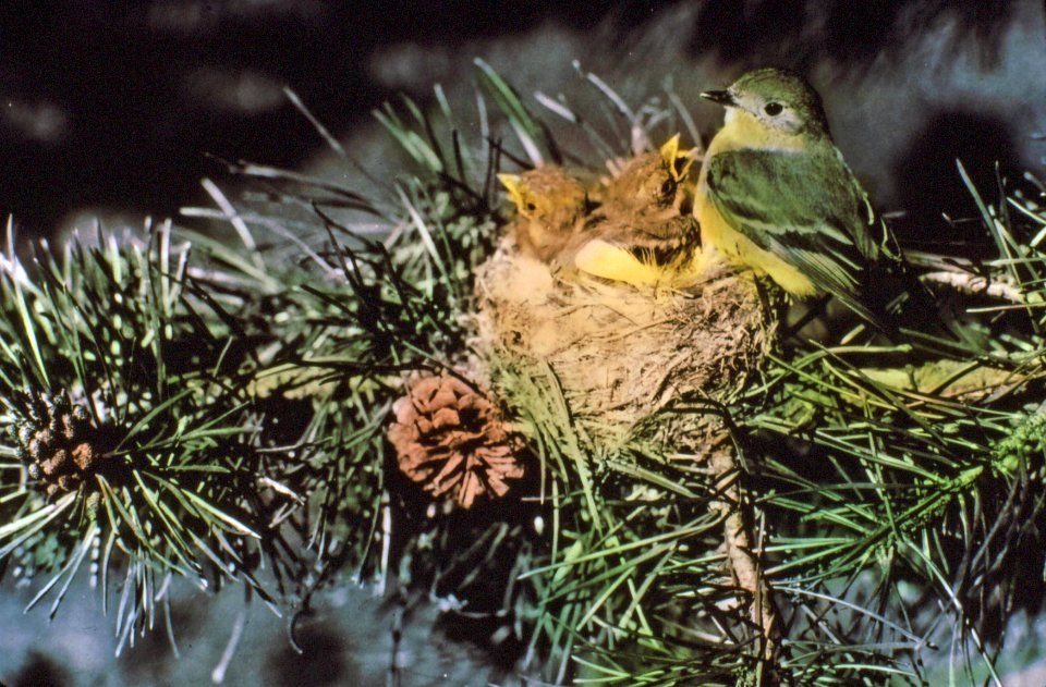 375576 Traill's Flycatcher Female & Young, Malheur NF 1938.JPG