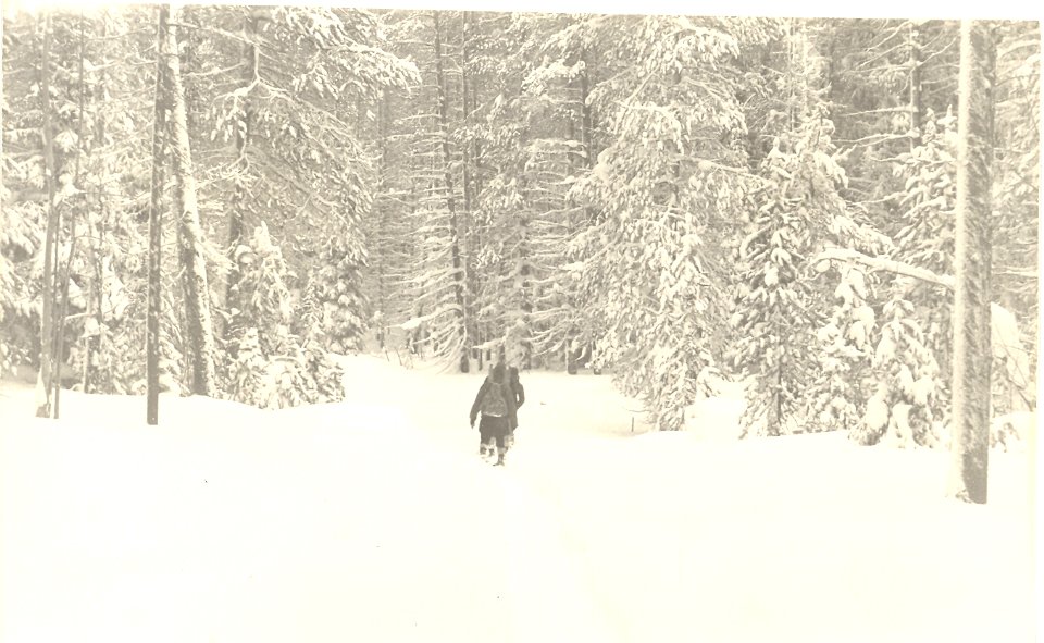 16100-11 Starting up Winopee Lake Trail - new road clearing for Lake campground January 1950