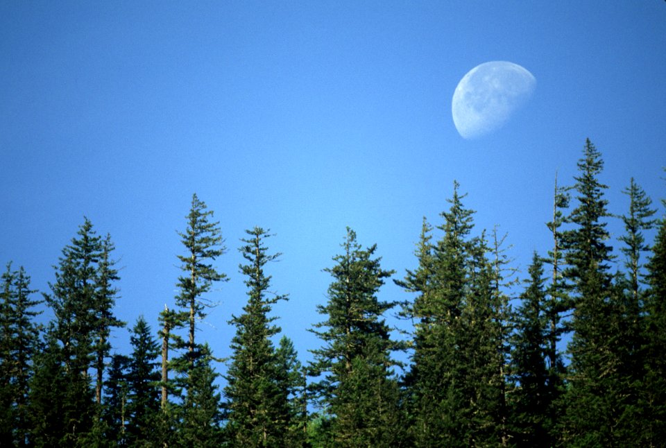 Moonrise over Trees, Mt Hood National Forest.jpg