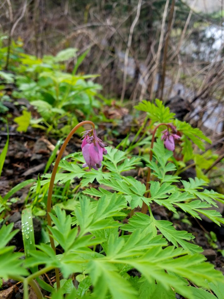 Western bleeding hearts blooming in early April along the Return Trail by Lillian Palmer.