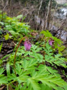 Western bleeding hearts blooming in early April along the Return Trail by Lillian Palmer.