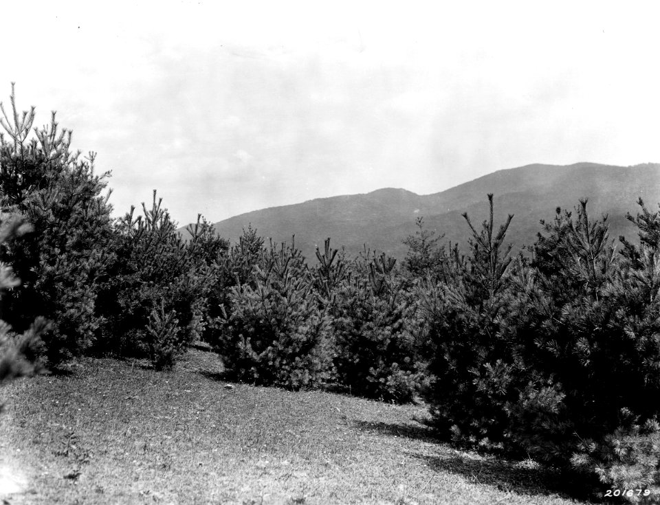 201679 Douglas-fir Plantation