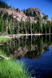 Grasses along Lake Shoreline, Fremont-Winema National Forest