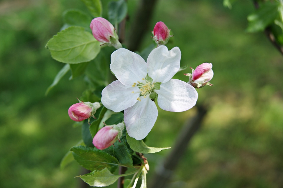 The beauty of nature spring flower