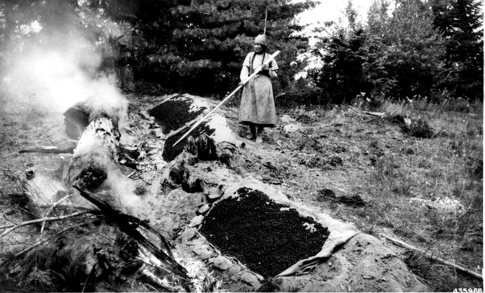 436968 Drying Huckleberries, Columbia NF, WA 1937