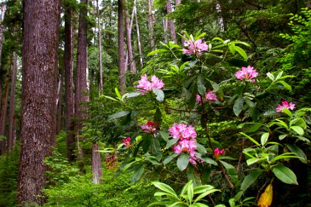 RHODODENDRONS AND OLD GROWTH AT OPAL CREEK-WILLAMETTE photo