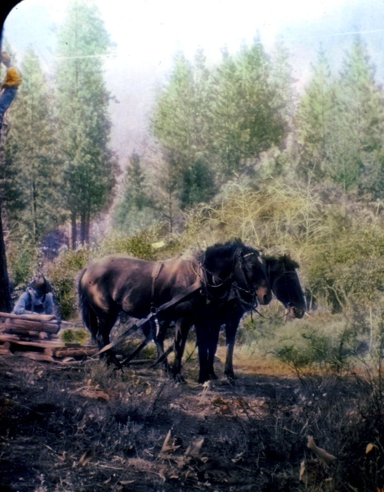 179874 Building Tree Telephone Line, Chelan NF