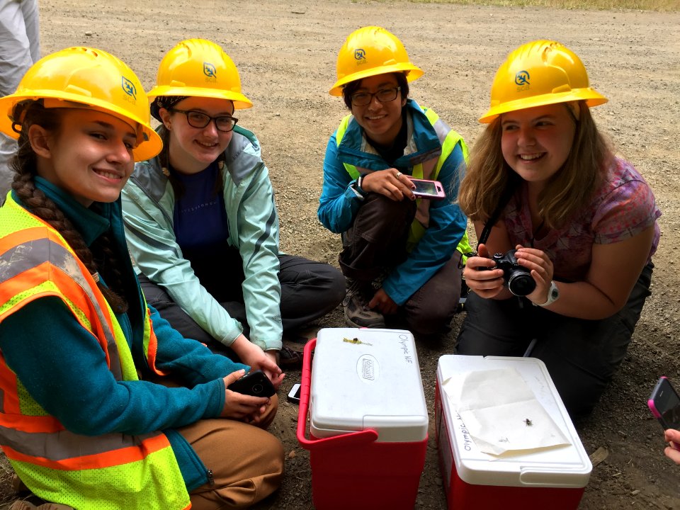 Girls Scouts and bees Olympic National Forest)
