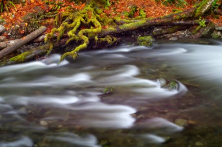 Fall Color along Mountain Stream, Olympic National Forest