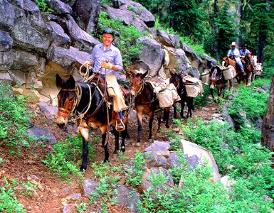 Mule Packing, Trail to Koko Lakes photo