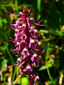 Elephant Head Wildflowers-Unknown