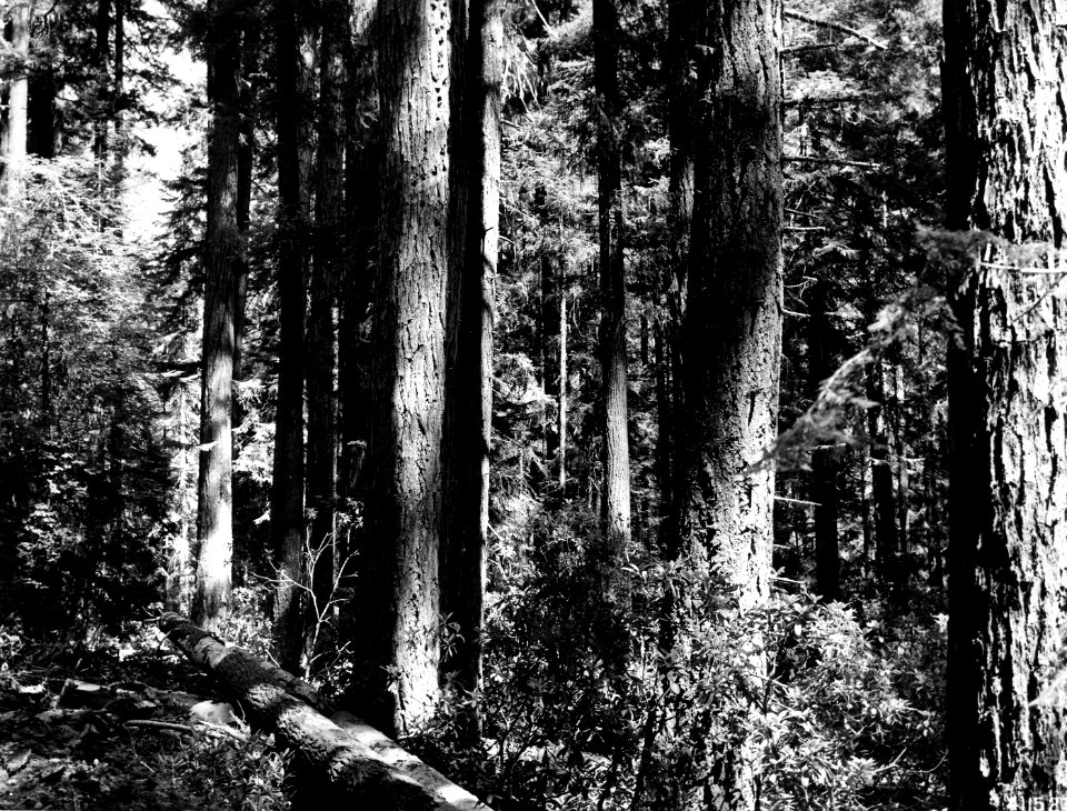 411523 Douglas-fir Stand, Umpqua NF, OR 1941
