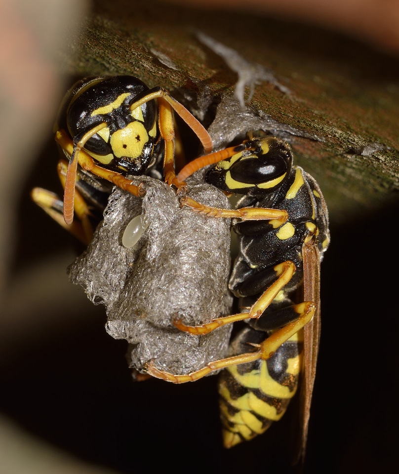 Nature hymenoptera polistes