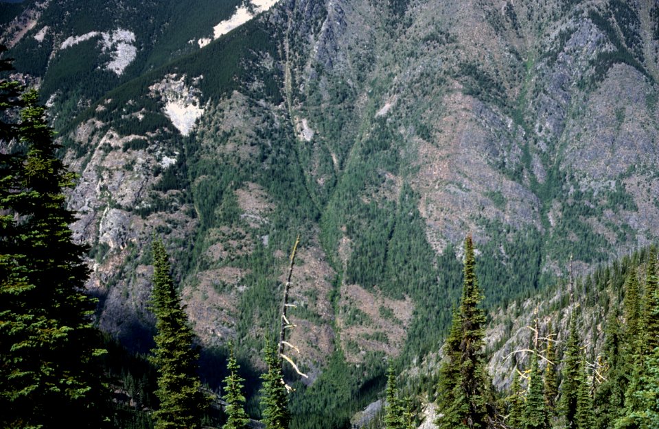 Forested Hillsides, Colville National Forest