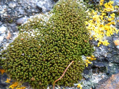 Beautiful moss at the beach photo