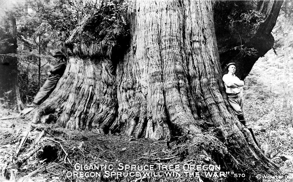 570 Gigantic Spruce Tree Oregon