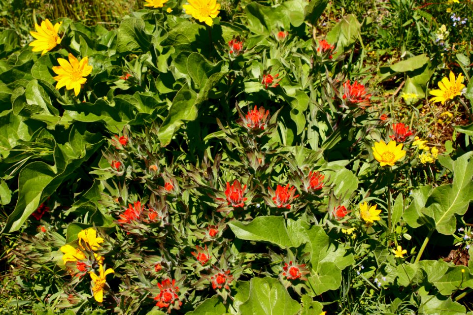 Indian Paintbrush and Balsamroot flower in spring in the Columbia River Gorge.