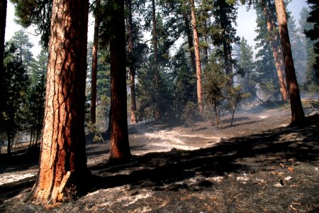 496 Prescribed fire treated stand, Ochoco National Forest photo
