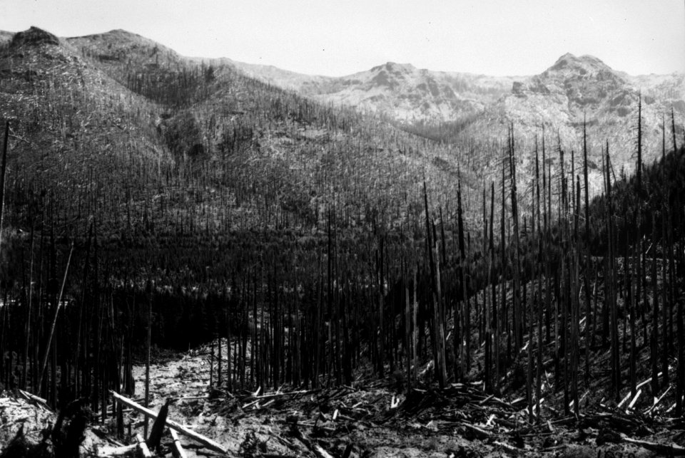 100 Bull Run area after wildfire
