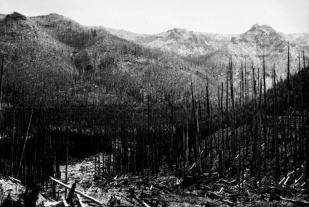 100 Bull Run area after wildfire