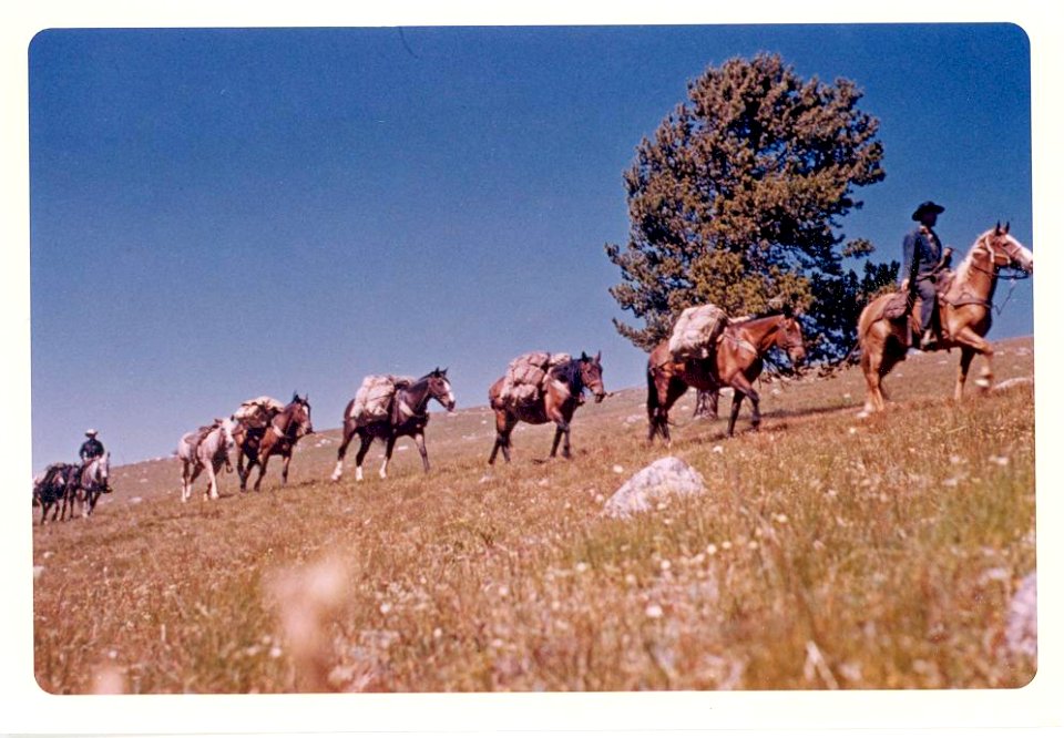Pack Horses in the Pasayten Wilderness-Okanogan Wenatchee