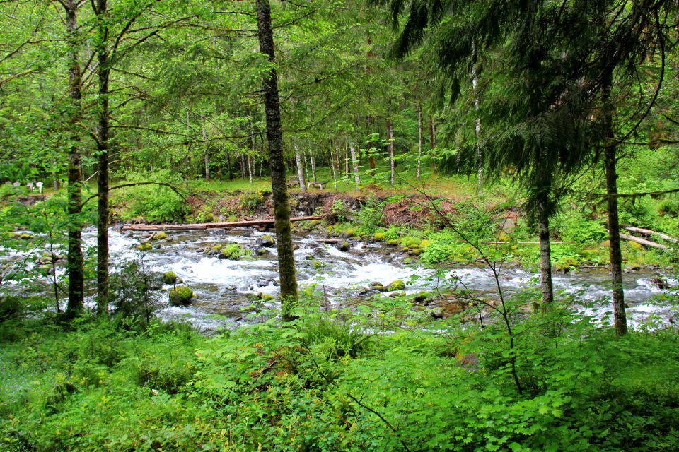 Deciduoud Forest along Salmon River, Mt Hood National Forest