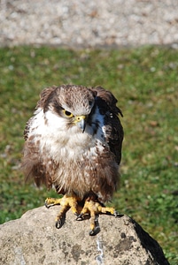 Predator animal nature