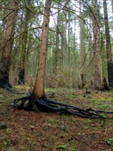 20190414 CascadeLocks Along PCT Trail Nathan Zaremskiy 002