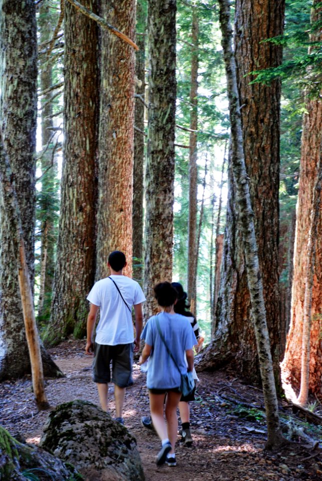 Group Hiking at Mt Elinor, Olympic National Forest