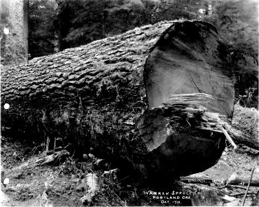 198 Spruce Log photo