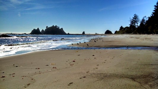 Hikers share the PNT with gulls and other shorebirds on Olympic National Park's Wilderness Coast