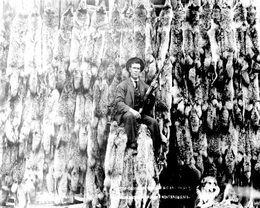 Coyotes Caught Winter 1912-13, Malheur NF, OR